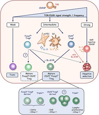 Regulatory T Cell Heterogeneity in the Thymus: Impact on Their Functional Activities